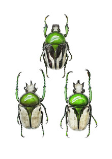 Marielle Leenders, Rarity Cabinet Insect Beetle Green 3 (Pays-Bas, Europe)