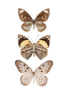 Marielle Leenders, Rareté Armoire Papillons, marron 3