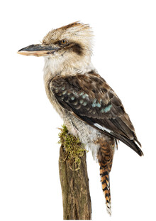 Marielle Leenders, Rarity Cabinet Bird Kookaburra Brown (Pays-Bas, Europe)