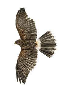 Marielle Leenders, Rarity Cabinet Bird Eagle (Pays-Bas, Europe)