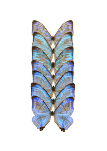 Marielle Leenders, Rarity Cabinet Butterfly Blue (Pays-Bas, Europe)
