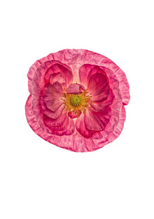 Marielle Leenders, Rarity Cabinet Flower Poppy 1 (Pays-Bas, Europe)