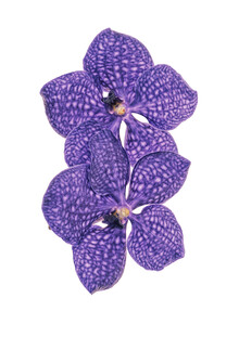 Marielle Leenders, Rarity Cabinet Flower Orchid (Pays-Bas, Europe)