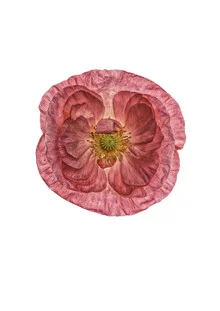 Rarity Cabinet Flower Poppy Pink - Photographie d'art par Marielle Leenders