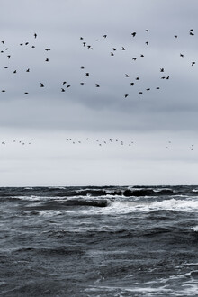 Mareike Böhmer, Les oiseaux et la mer
