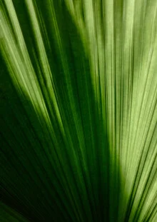 Feuille de palmier - Photographie fineart de Christina Ernst