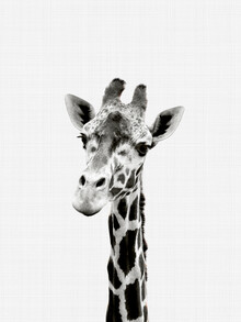 Vivid Atelier, Giraffe (Black and White) (Royaume-Uni, Europe)