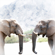 Dennis Wehrmann, Elephant bulls in a conversation (Namibie, Afrique)