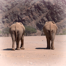 Dennis Wehrmann, Éléphants du désert dans le lit de la rivière Hoanib (Namibie, Afrique)