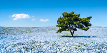 Jan Becke, Prairie fleurie de Nemophila au printemps (Japon, Asie)