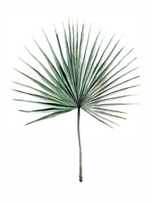 Christina Wolff, palmier Mantika Botanical Fan (Nouvelle-Zélande, Océanie)