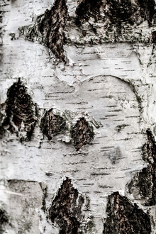 Mareike Böhmer, Birch Tree 2 (Allemagne, Europe)