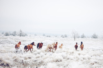 Kevin Russ, Winter Horseland - États-Unis, Amérique du Nord)