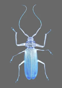 Evolution des insectes - Photographie fineart par Shot By Clint