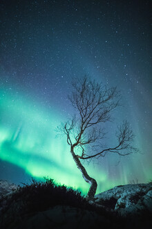 Sebastian Worm, The Aurora Tree (Norvège, Europe)