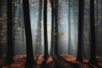 Carsten Meyerdierks, L'automne dans les bois