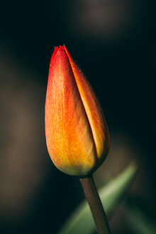 Björn Witt, bourgeon de tulipe