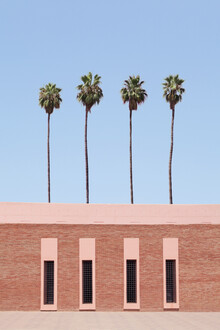 Rupert Höller, Palm Tree Factory - Maroc, Afrique)