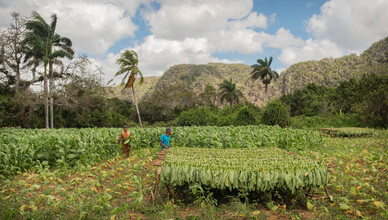 Phyllis Bauer, Récolte du tabac (Cuba, Amérique latine et Caraïbes)