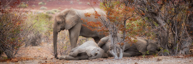 Dennis Wehrmann, Éléphants endormis dans le désert (Allemagne, Europe)