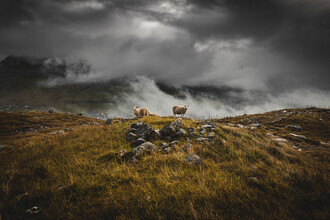 Eva Stadler, moutons par temps de brouillard sur les îles Féroé (îles Féroé, Europe)