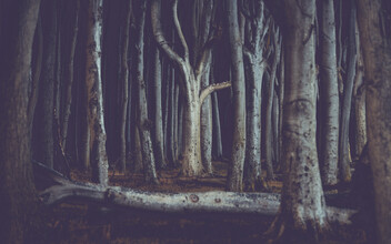 Franz Sussbauer, Magic ghost woods I (Allemagne, Europe)