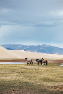 Leander Nardin, chevaux przewalksi en Mongolie - Mongolie, Asie)