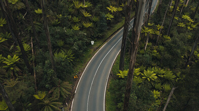 Leander Nardin, route dans la forêt tropicale
