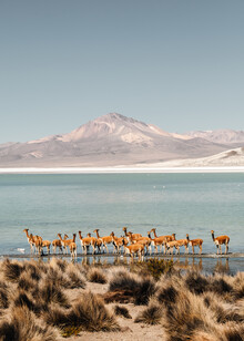 Felix Dorn, troupeau de vigognes (Chili, Amérique latine et Caraïbes)