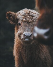 Patrick Monatsberger, Baby Highland Coo (Allemagne, Europe)