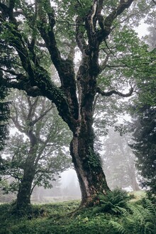 Alex Wesche, Foggy Trees plein de caractère (Suisse, Europe)