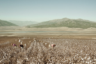 Saskia Gaulke, récolte de coton à Hatay (Turquie, Europe)