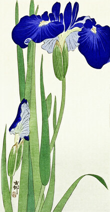 Art vintage japonais, fleurs d'iris par Ohara Koson