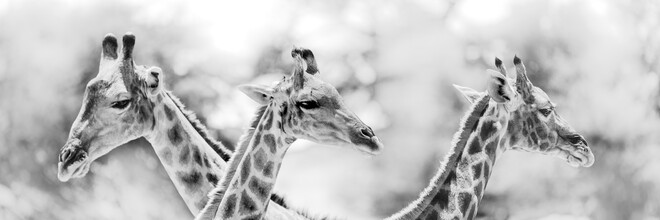 Dennis Wehrmann, Girafes (Botswana, Afrique)