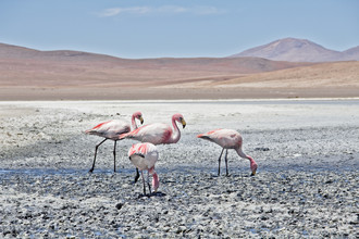 Kay Wiegand, Lagoon Flamingos - Bolivie, Amérique latine et Caraïbes)