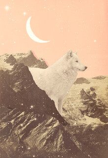 Florent Bodart, Loup blanc géant dans les montagnes