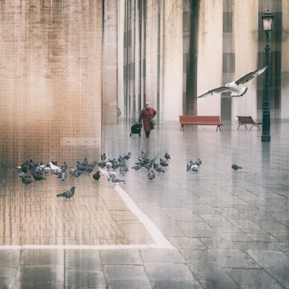 la madre piccione - Fotografia Fineart di Roswitha Schleicher-Schwarz