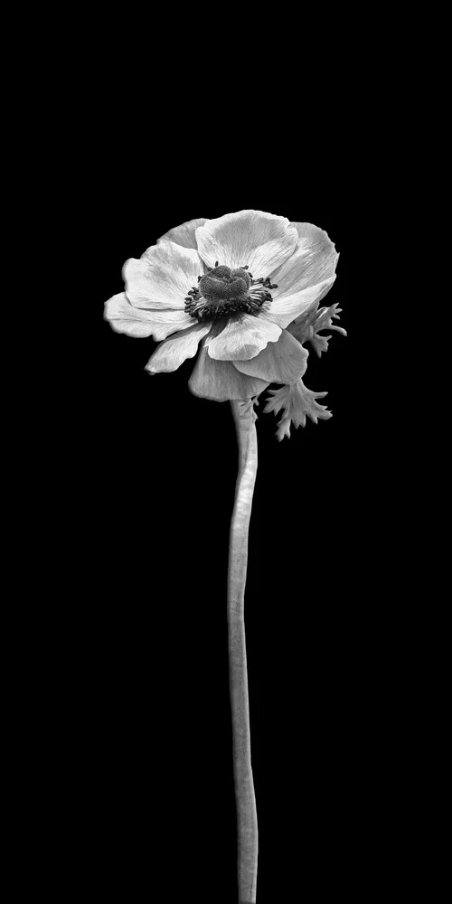 Anemone coronaria in design scuro - Fotografia Fineart di Melanie Viola