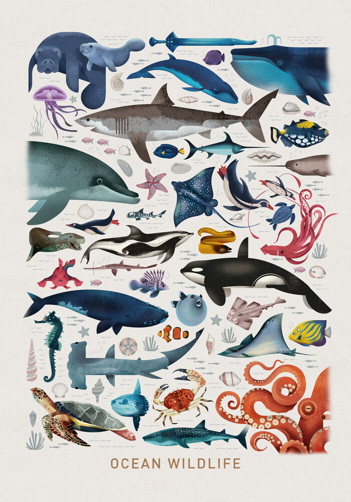 Ocean Wildlife - Fotografia Fineart di Dieter Braun