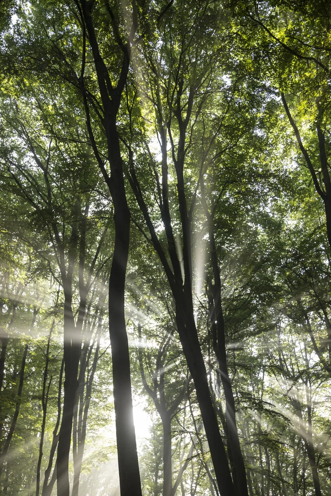 Nebbia e luce solare nella foresta - Fotografia Fineart di Nadja Jacke