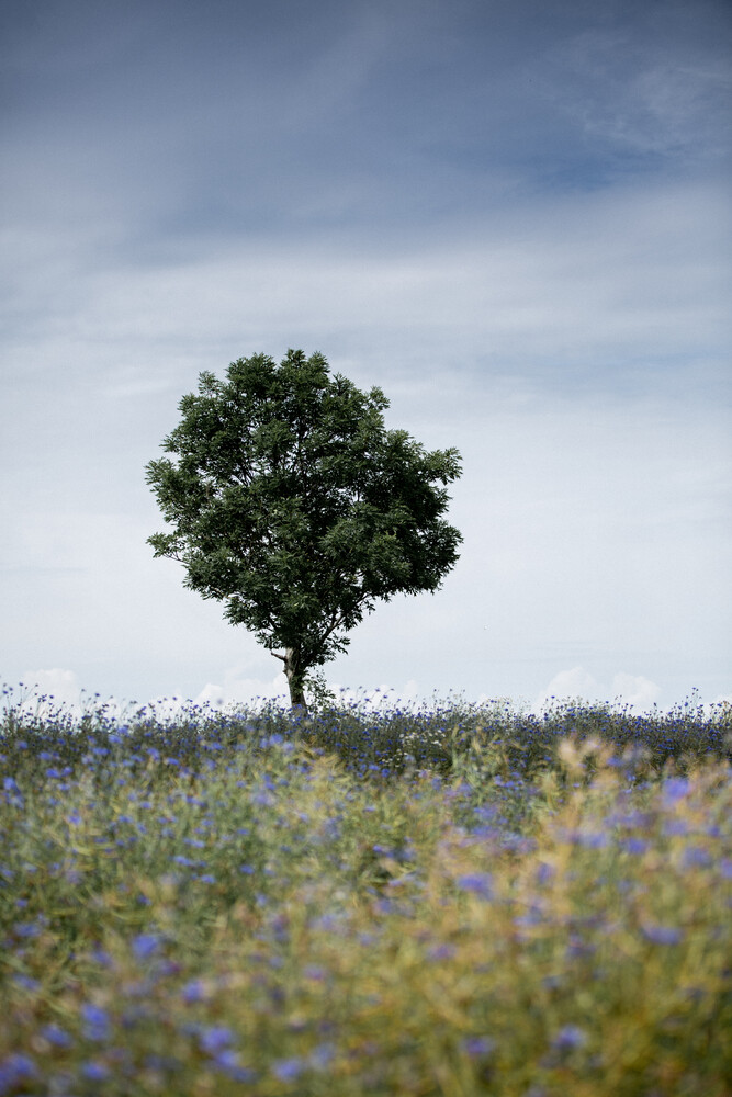 Summer Meadow - Fotografia Fineart di Mareike Böhmer