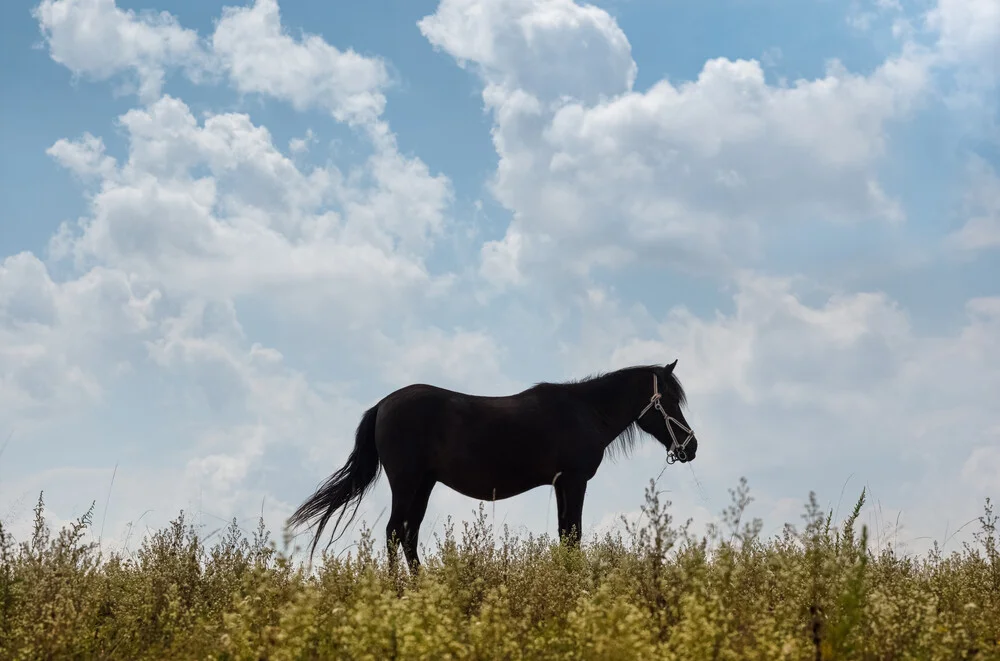 Lone Horse - Fotografia Fineart di AJ Schokora
