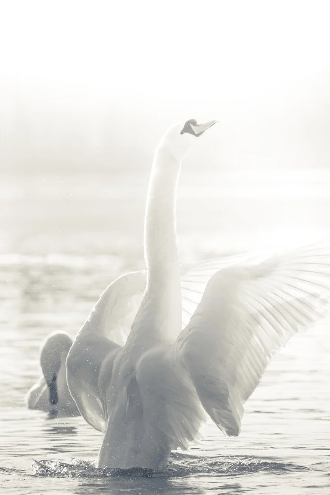 White Swan - Fotografia Fineart di Sebastian Worm