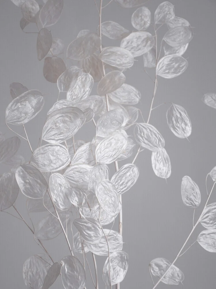 HONESTY - un ramo di fiori secchi - Fotografia Fineart di Studio Na.hili