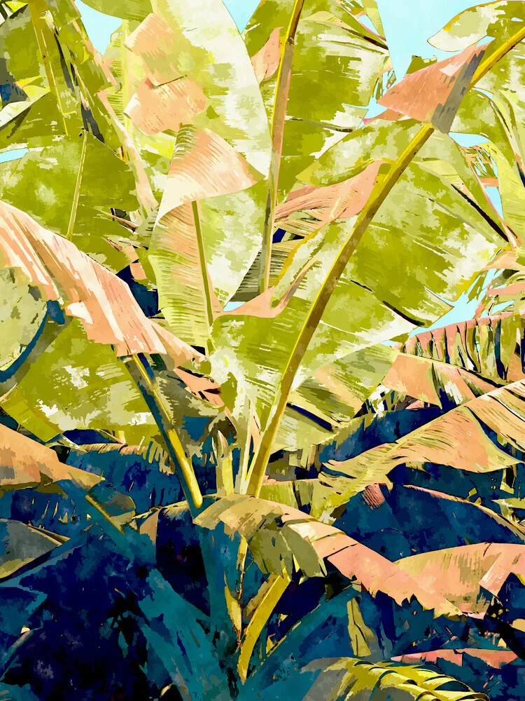 Blush Banana Tree - Fotografia Fineart di Uma Gokhale