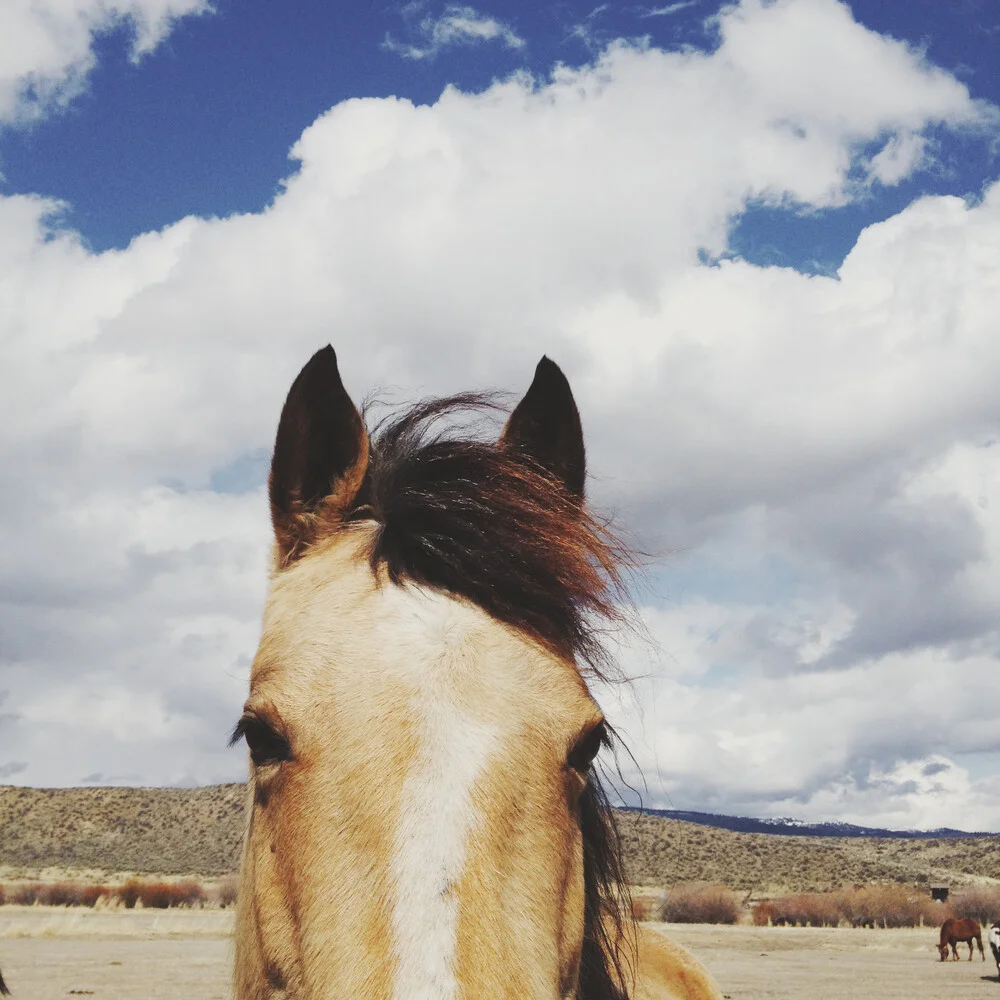 Testa di cavallo nuvoloso - foto di Kevin Russ