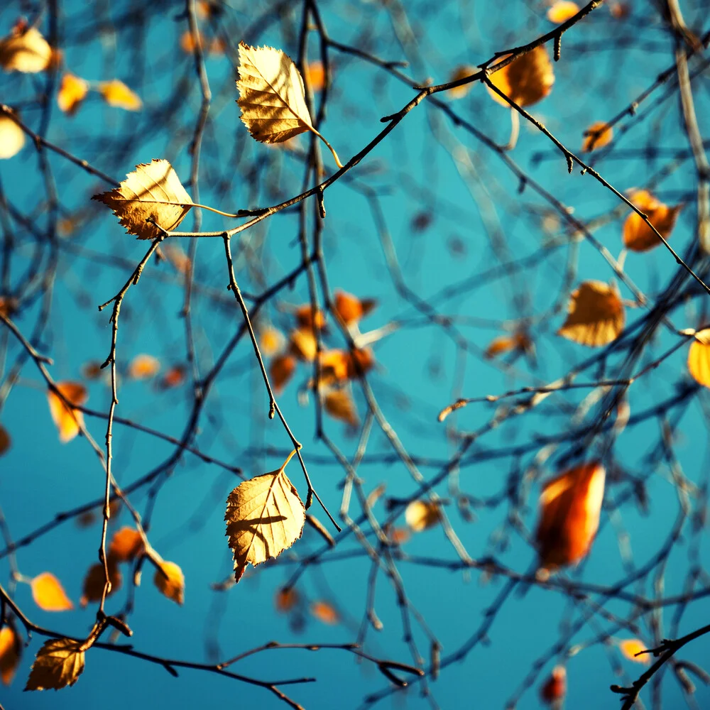 Luce d'autunno - Fotografia Fineart di Manuela Deigert