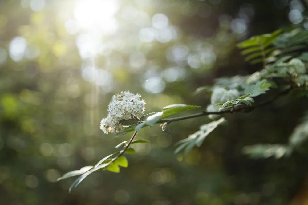 Fiore di sambuco sul ramo - Fotografia Fineart di Nadja Jacke