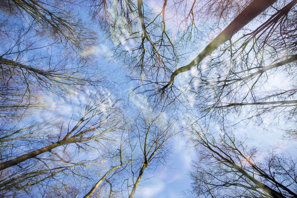 doppia esposizione del cielo della foresta - Fotografia Fineart di Nadja Jacke