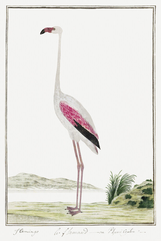 Phoenicopterus ruber roseus - Fotografia Fineart di Vintage Nature Graphics